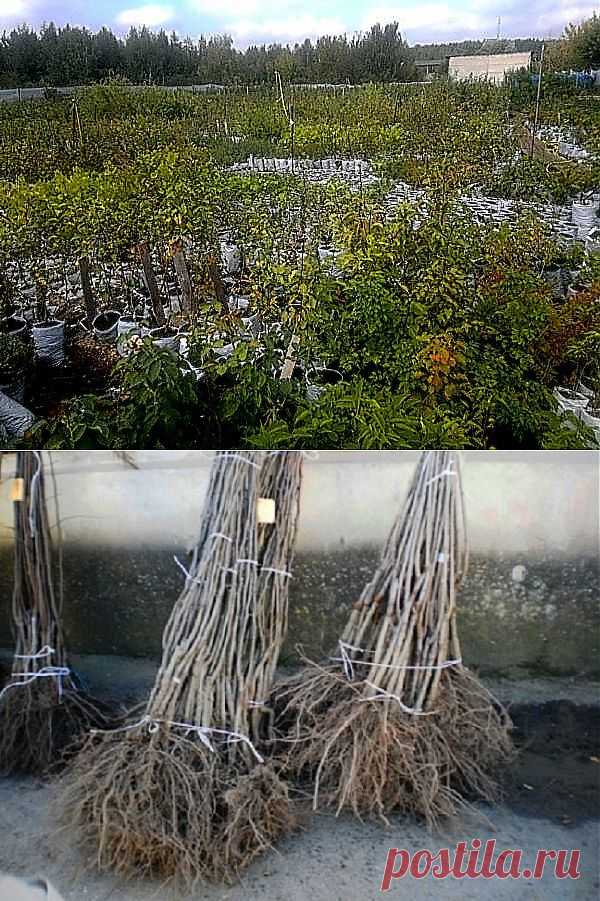 Общие рекомендации по выбору саженца и посадке плодовых деревьев | НА ЗАВАЛИНКЕ