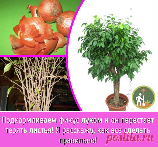 Сегодня на повестке дня – прекрасный фикус Бенджамина и его самая главная проблема – сбрасывание листьев. Недавно я прочитала в интернете странный и неизвестный «народный» рецепт, который остановил листопад. Теперь с радостью замечаю, что появляются молодые листочки.

Почему фикус Бенджамина сбрасывает листья: знать, чтобы избежать проблемы

Фикус, растущий в благоприятных домашних условиях, - неприхотливое комнатное растение. Но есть ситуации, из-за которых пышный куст за...
