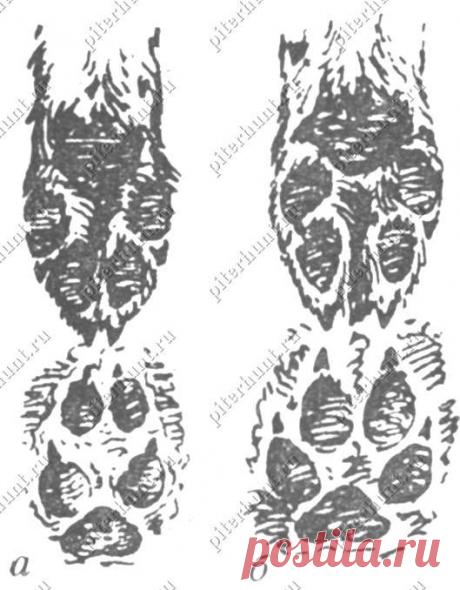 1756088.jpg (529×678)