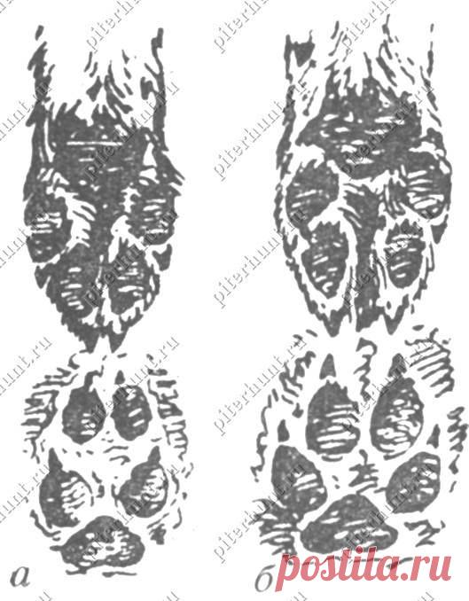 1756088.jpg (529×678)