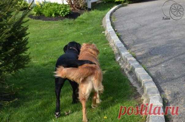 Людмила Коваль