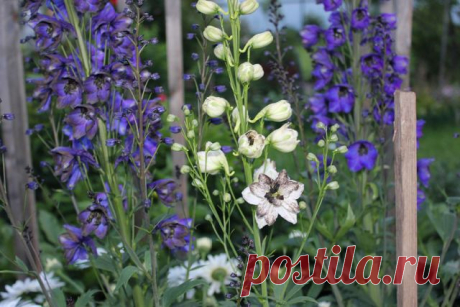 КАК СЕЯТЬ ДЕЛЬФИНИУМ | Самоцветик