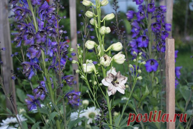 КАК СЕЯТЬ ДЕЛЬФИНИУМ | Самоцветик