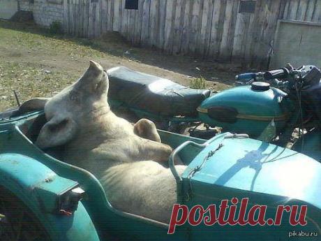 Шуточки и прикольчики... / Приколы