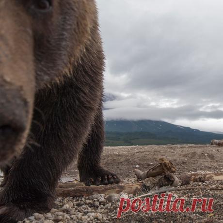 Позитивные медведи в своей обычной жизни | Мир Фотографии