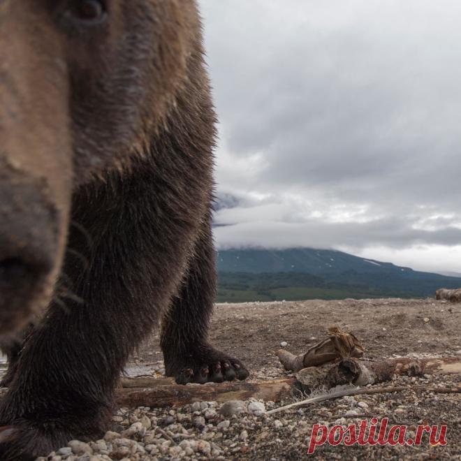Позитивные медведи в своей обычной жизни | Мир Фотографии