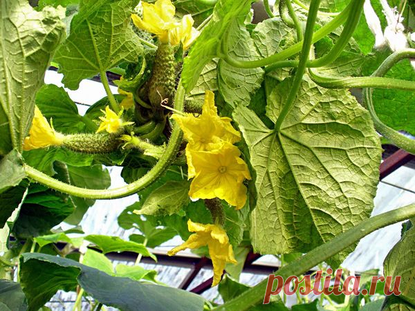 Корневая система огурцов. Мои способы ее укрепления