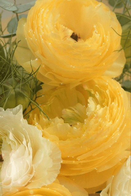 Живые фотографии – Живые картинки – Сообщество – Google+