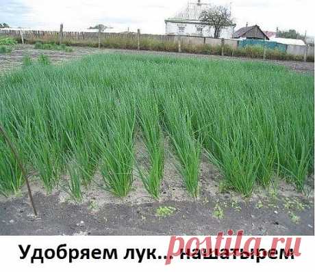 Удобряем лук... нашатырем.

Заметили, что у лука побледнели и приобрели желтоватый оттенок перышки? Это он сигналит вам, что голодает из-за нехватки азота. Помогите ему, подкормив раствором нашатырного спирта.

Разбавьте в 10-литровом ведре воды 3 ст. ложки нашатыря и вечером пролейте грядки с лучком (под корешок). Такой ядреный раствор не только подкормит, но и отпугнет луковую муху.

Природные подсказки.

- Появились серёжки на клёнах — можно сеять свеклу.
- Зацвела осин...