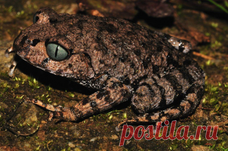 И эту красивую рогатую лягушку — Megophrys Ancrae, которую вы видите на фотографии, тоже впервые обнаружили в Гималаях, в северном штате Индии. (Фото: Sanjay Sondhi).