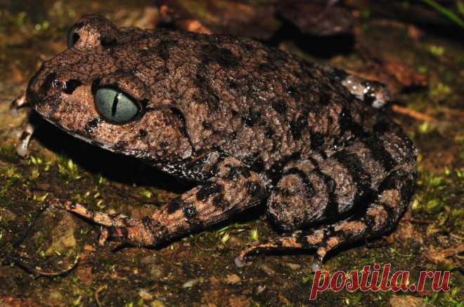 И эту красивую рогатую лягушку — Megophrys Ancrae, которую вы видите на фотографии, тоже впервые обнаружили в Гималаях, в северном штате Индии. (Фото: Sanjay Sondhi).