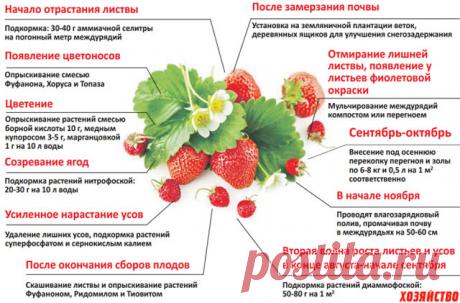 Клубника сорт Флоренс - описание, посадка, уход, отзывы