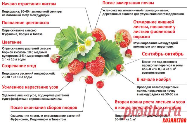 Клубника сорт Флоренс - описание, посадка, уход, отзывы