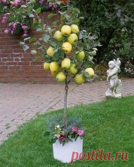 Особенности карликовых груш