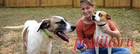 Дрессировка собаки: основные правила