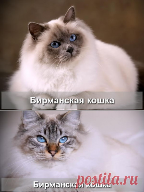 Бирманская полудлинношерстная кошка - Про Питомца