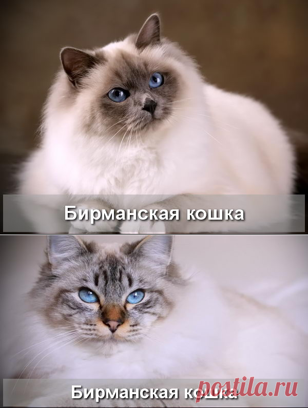 Бирманская полудлинношерстная кошка - Про Питомца