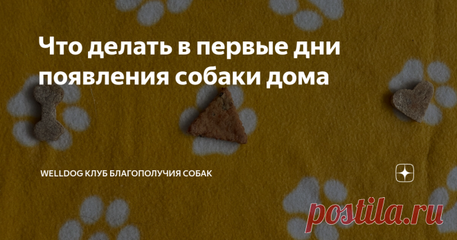 Что делать в первые дни появления собаки дома Статья автора «WELLDOG Клуб благополучия собак» в Дзене ✍: Наши собаки, Кука и Мира, живут с нами с самого щенячества, но нередко бывает и так, что собака попадает в семью уже во взрослом возрасте,...
