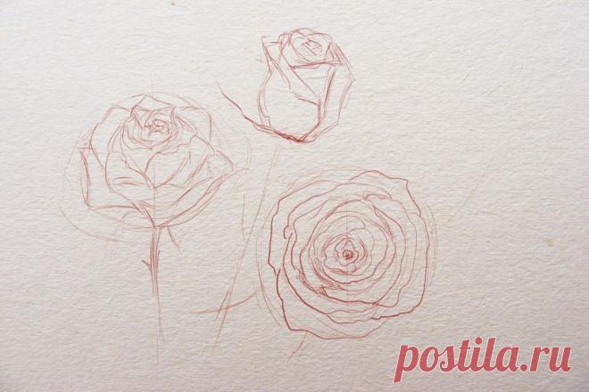 Как нарисовать розу поэтапно карандашом для начинающих