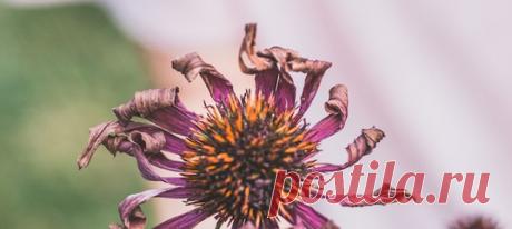 Сегодня женщины все чаще жалуются на то, что симптомы менопаузы у них проявляются раньше, чем следует. Значит ли это, что климакс «помолодел»? И чем это может грозить? Мы спросили у специалистов. #женскоездоровье #климакс #женскаяпсихология #возрастнаяпсихология