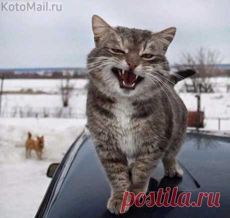 Харизматичный котэ