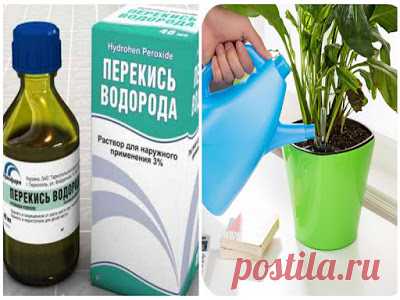 Полезные советы: Польза перекиси водорода для здоровья! Целых 50 способов применения, о которых даже сложно догадаться.