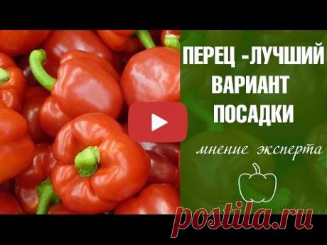 Семена перца в улитке - Результат 🌶 рассада перца посадка и выращивание 🌶 Сад и огород с Хитсад