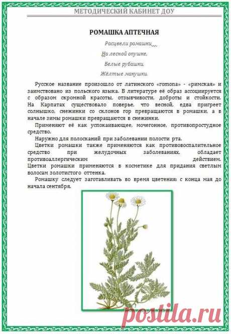 Детям о лекарственных растениях!