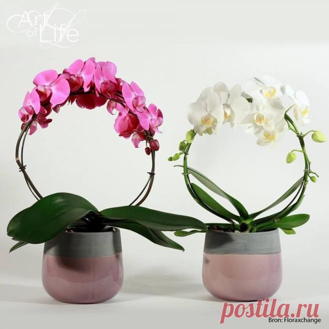 Когда фаленопсис еще молодой, можно попробовать согнуть его стебель в форме арки.  Orchidea Info - Орхидеи-инфо