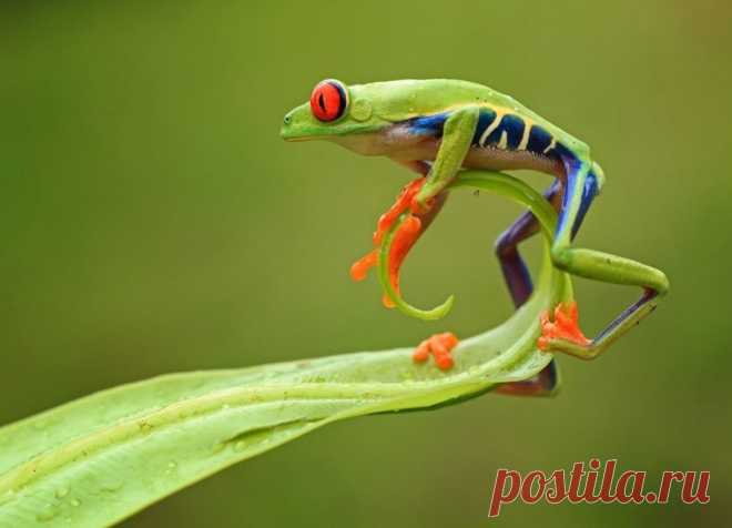 Красноглазая квакша - мультяшная лягушка - Путешествуем вместе