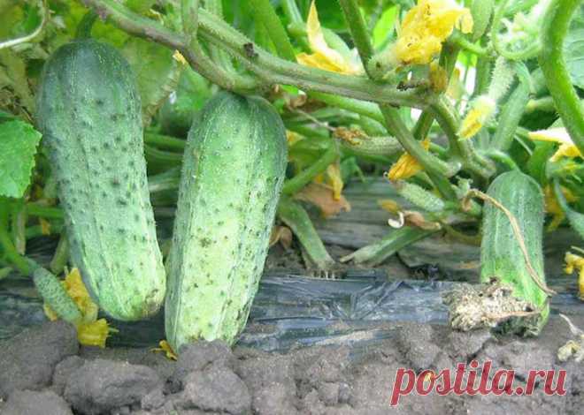 Посадка огурцов в открытый грунт - когда и как правильно сажать огурцы | Огородникам Инфо