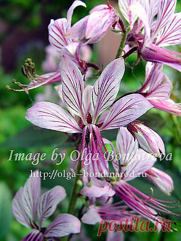 (+1) - ДИКТАМНУС, или ЯСЕНЕЦ | 6 соток