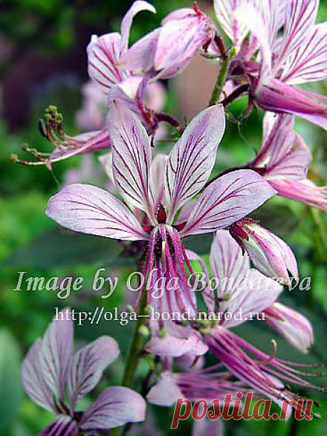 (+1) - ДИКТАМНУС, или ЯСЕНЕЦ | 6 соток