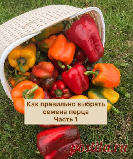 КОЛЛЕКЦИОННЫЕ СОРТА ТОМАТОВ🍅 в Instagram: «Подходит время посадки перца ,многие еще только закупают семена ,а некоторые уже посеяли. Очень много огородников которые и впервые буде…»