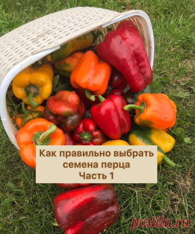 КОЛЛЕКЦИОННЫЕ СОРТА ТОМАТОВ🍅 в Instagram: «Подходит время посадки перца ,многие еще только закупают семена ,а некоторые уже посеяли. Очень много огородников которые и впервые буде…»