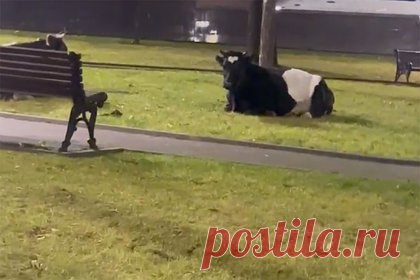 Съевшие газон коровы возмутили мэра российского города. Мэр Кисловодска Евгений Моисеев возмутился съевшими газон у мемориала коровами. Об этом глава российского города рассказал в соцсетях. Он опубликовал видео, на котором животные лежат на траве на территории мемориального комплекса «Журавли». Мэр посчитал это неуважением со стороны собственников скота.