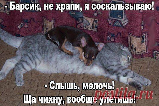 (37) Одноклассники