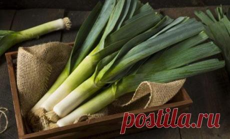 Характеристика и описание сорта лука порея Карантанский, выращивание и уход