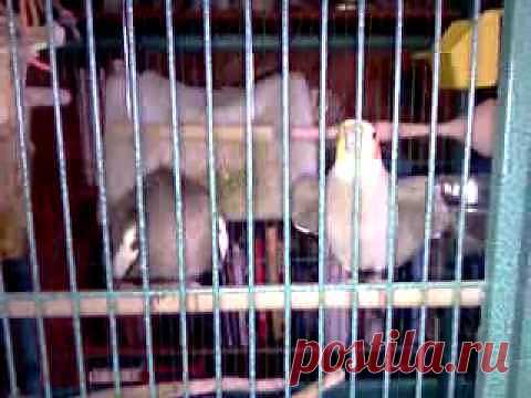 Учитесь быть благодарными .Попугай после секса..