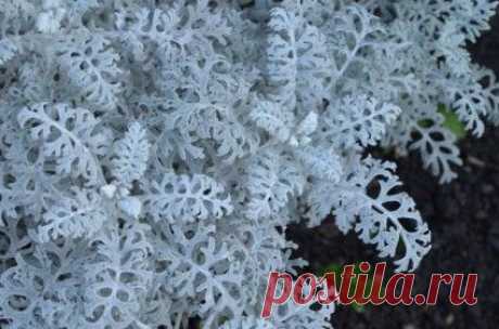 белый папоротник-Природа-Бесплатные фотографии Скачать бесплатно