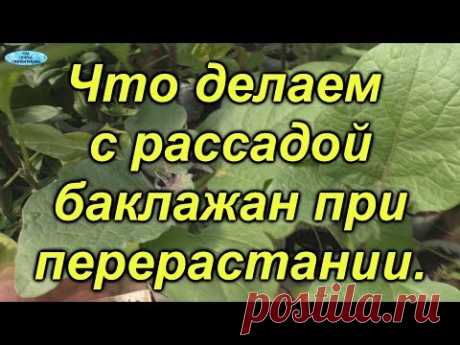 Рассада баклажан. Что мы срочно делаем при перерастании.