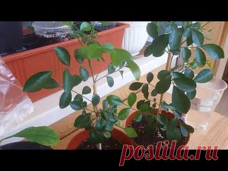 Удобряем муррайю((как ухажывать за мураий)))