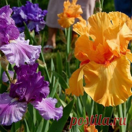 (3) Одноклассники