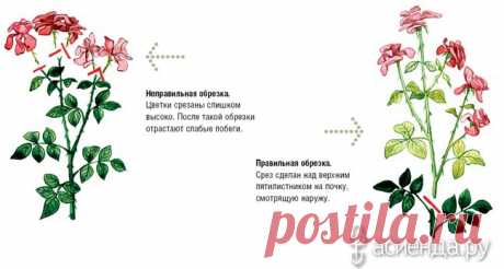 Обрезка роз. часть 1.: Группа Цветы и флористика