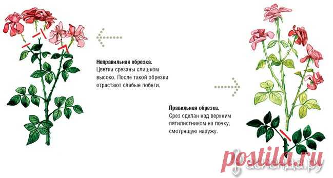 Обрезка роз. часть 1.: Группа Цветы и флористика