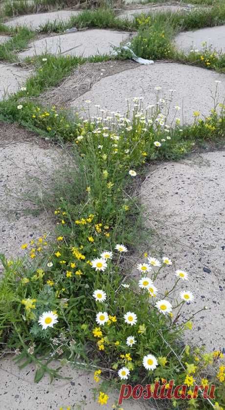 Ծաղկունք🌼
Յուրահատուկ հմայք,հոտ ու տեսք ունեն նաև հայրենի իմ բնաշխարհի ալպիական ծաղիկները....այս անմահական գեղեցկությունը տեսնելու համար ասում են մի փոքր էլ քո մեջ պետք է կրես այդ գեղեցիկից:
Գեղեցիկը դա ձևի և բովանդակության ներդաշնակությունն է:Գեղեցիկը պետք է տեսնել ամենուր, ամեն ինչում...ու մեր կյանքում: Գեղեցիկ ապրելը մեծագույն հաճույք է

Լուսավորիչ Դիդրոն գեղեցիկի մասին ասել է.«Մարդու կամքից անկախ ամեն ինչ գեղեցիկ է»: