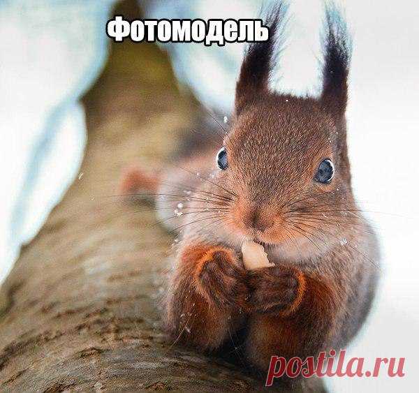 Чёткие приколы