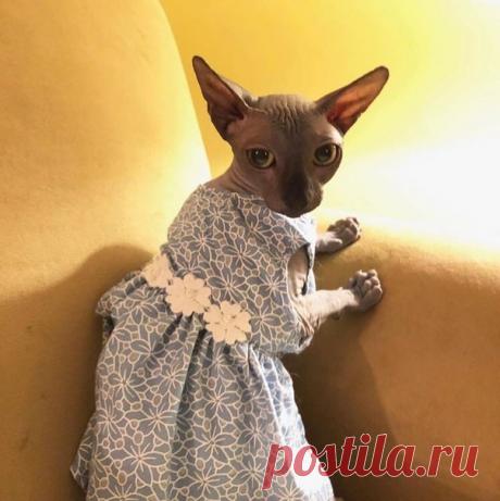 Подборка самых свежих прикольных картинок и праздников (22 фото) . Тут забавно !!!