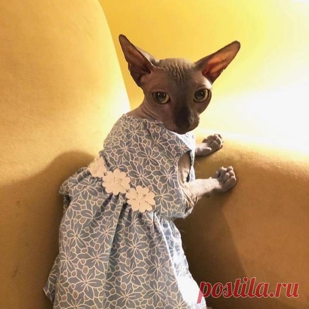 Подборка самых свежих прикольных картинок и праздников (22 фото) . Тут забавно !!!