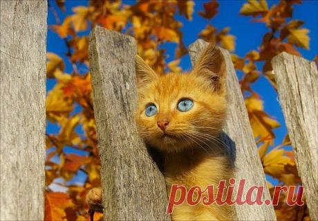 Котик окрас осенний